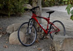 Bicycle beside tree