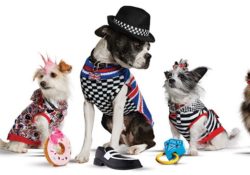 dogs