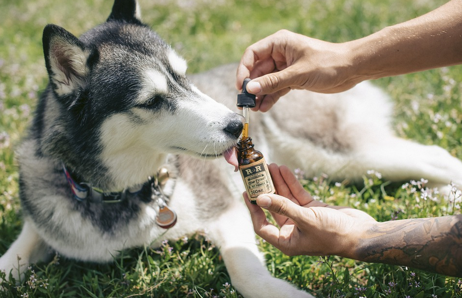 husky