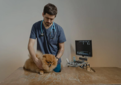 vet
